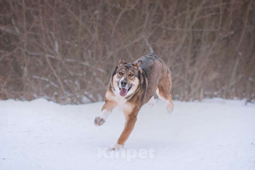 Собаки в Москве: Дива Девочка, Бесплатно - фото 3