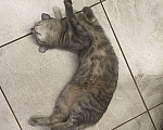 Кошки в Санкт-Петербурге: Кошечка бусинка ищет новый счастливый дом Девочка, Бесплатно - фото 1