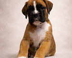 Собаки в Санкт-Петербурге: Продается щенок боксера Мальчик, 70 000 руб. - фото 2