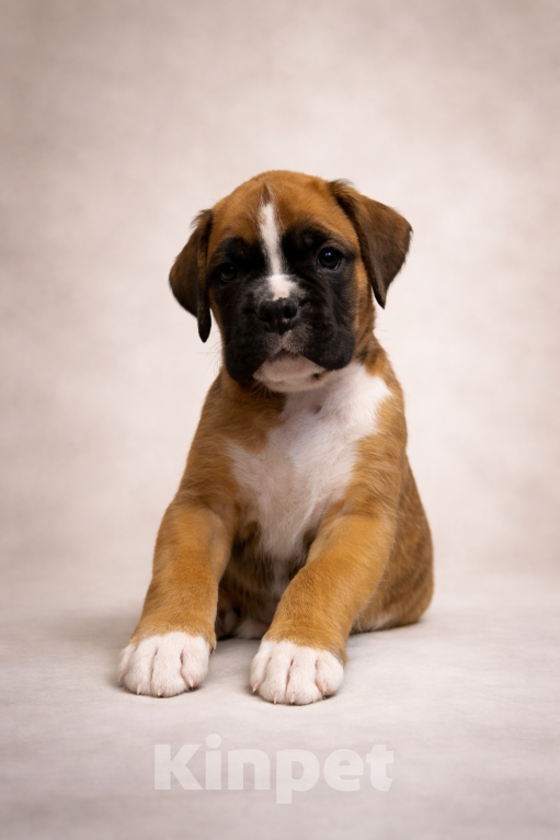 Собаки в Санкт-Петербурге: Продается щенок боксера Мальчик, 70 000 руб. - фото 2