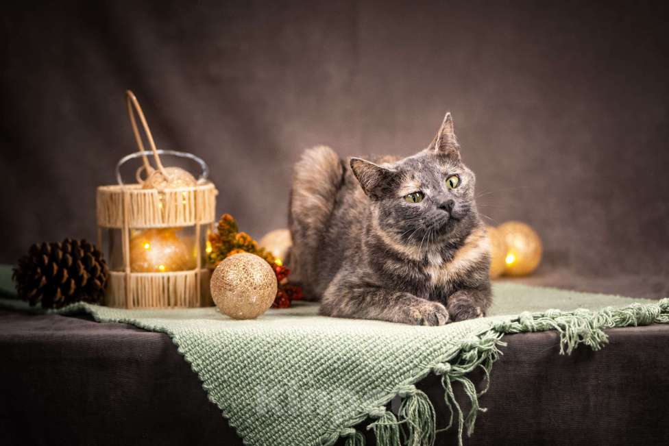 Кошки в Клине: Ася — красавица с редким окрасом Девочка, Бесплатно - фото 3