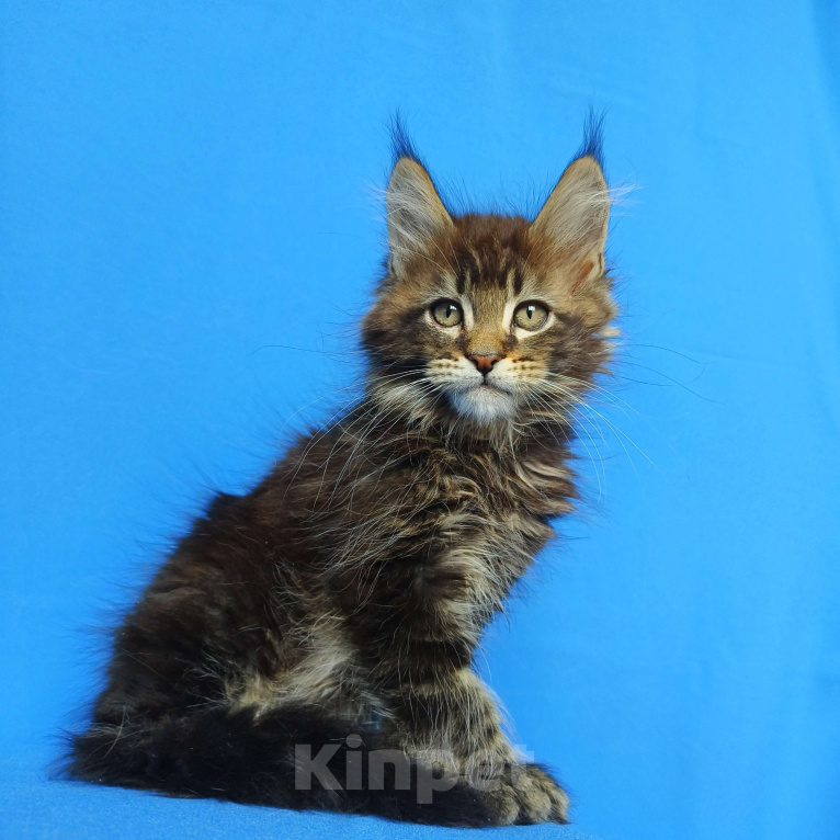 Кошки в Москве: Котёнок Мейн-кун от Чемпионов Мальчик, 60 000 руб. - фото 2
