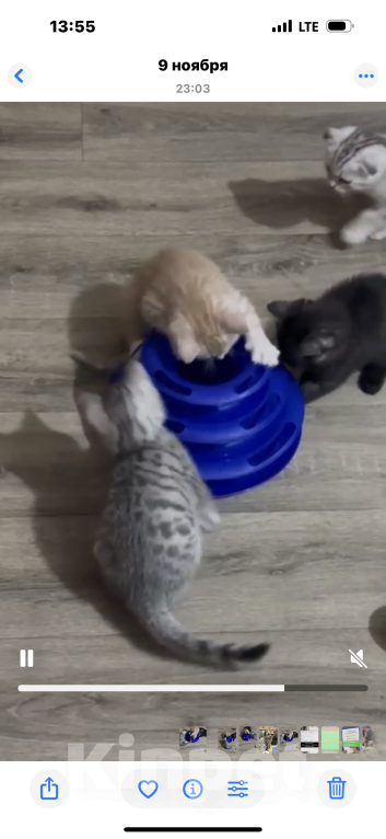 Кошки в Балашихе: Котёнок Гаврик Мальчик, Бесплатно - фото 8