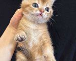 Кошки в Москве: 😺Шотландские котята Мальчик, 30 000 руб. - фото 1
