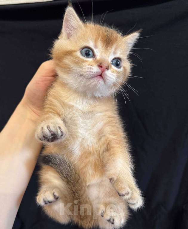 Кошки в Москве: 😺Шотландские котята Мальчик, 30 000 руб. - фото 1