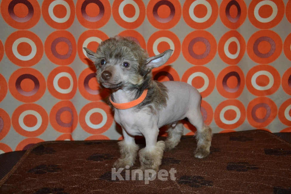 Собаки в Москве: Щенки китайской хохлатой собаки  Мальчик, 15 000 руб. - фото 2