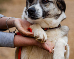 Собаки в Москве: Собака-принцесса Дейзи Девочка, Бесплатно - фото 2