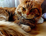 Кошки в Орске: Вязка Мейн-кун, 4 999 руб. - фото 2