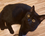 Кошки в Острогожске: Шотландский кот, 1 руб. - фото 1