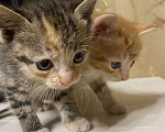 Кошки в Ардоне: Котята, Бесплатно - фото 3