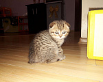 Кошки в Теберде: Тигрёнок на Золоте с Особняком, 14 999 руб. - фото 2