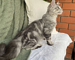 Кошки в Курске: Котёнок Мейн-кун Grand Мальчик, 25 000 руб. - фото 8