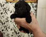 Собаки в Томске: Продам Щенока Карликового Пуделя Девочка, 15 000 руб. - фото 1
