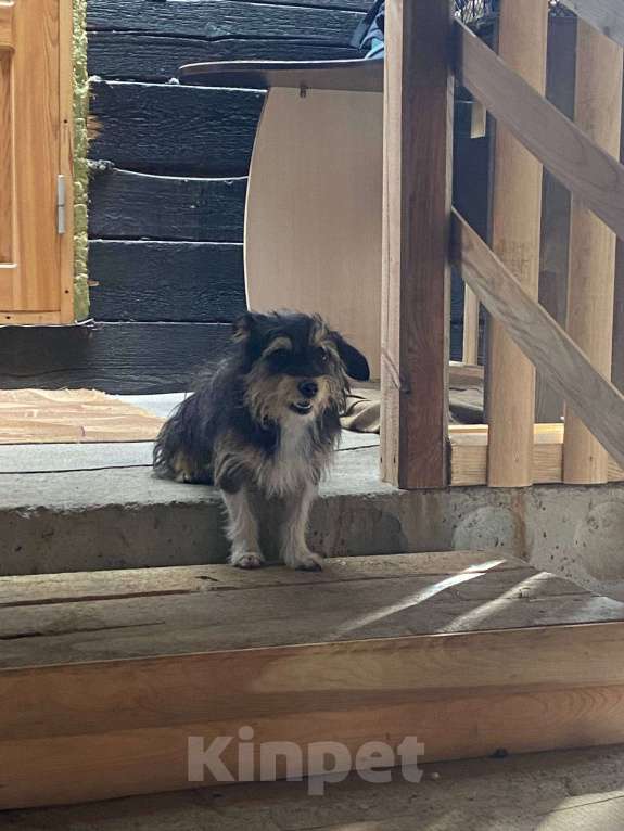 Собаки в других городах Свердловской области: Пропал, помогите найти!!! Мальчик, Бесплатно - фото 1