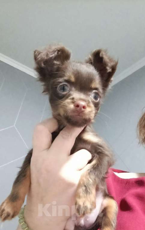 Собаки в Великом Новгороде: Русский той длинношёрстный Мальчик, 30 000 руб. - фото 2