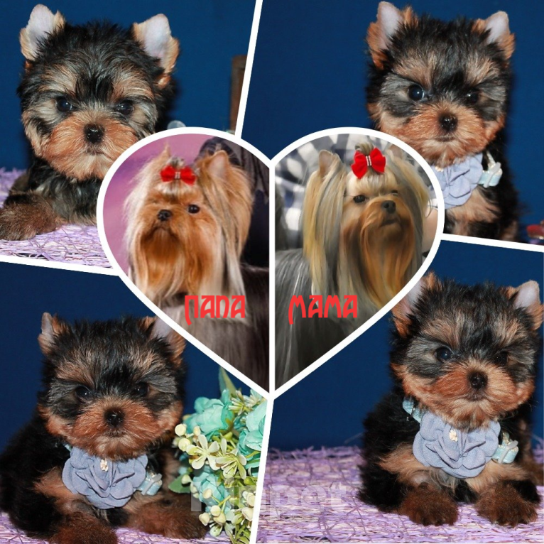 Собаки в Москве: Трёхмесячная девочка Йоркширского терьера  Девочка, 130 000 руб. - фото 5