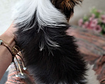 Собаки в Зеленограде: Девочка Бивер  Девочка, 70 000 руб. - фото 3