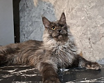 Кошки в Омске: Котенок мейн-кун Мальчик, 45 000 руб. - фото 1