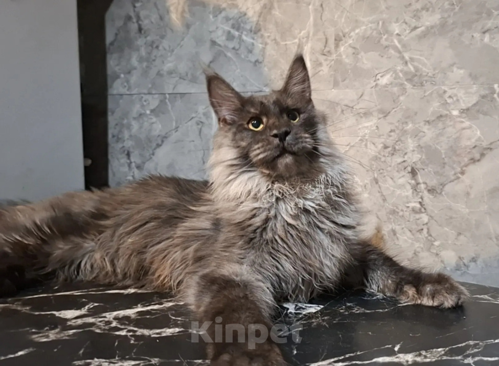 Кошки в Омске: Котенок мейн-кун Мальчик, 45 000 руб. - фото 1