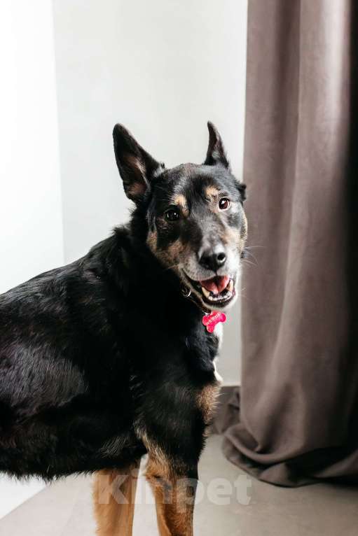 Собаки в Москве: Вега — нежная душа, которая всю свою жизнь провела в приюте Девочка, Бесплатно - фото 3