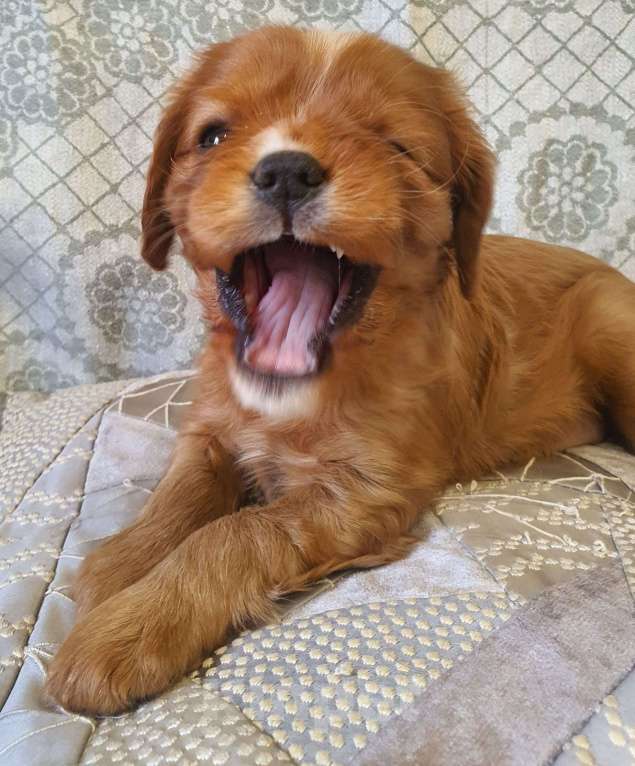 Собаки в других городах Московской области: Предлагаем вам стать владельцем щенка королевской породы Девочка, 80 000 руб. - фото 2