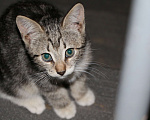 Кошки в Санкт-Петербурге: Кошечка и два ее котенка ищут дом или передержку Девочка, Бесплатно - фото 5