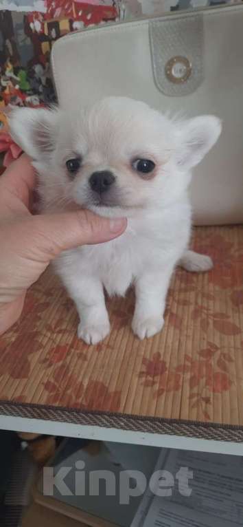 Собаки в Москве: Красивый мальчик чихуахуа Мальчик, 25 000 руб. - фото 5