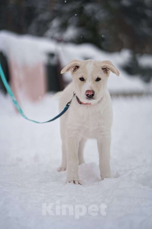 Собаки в Красногорске: Красивый щенок Баунти 3,5 месяца ждет родителей Девочка, Бесплатно - фото 3