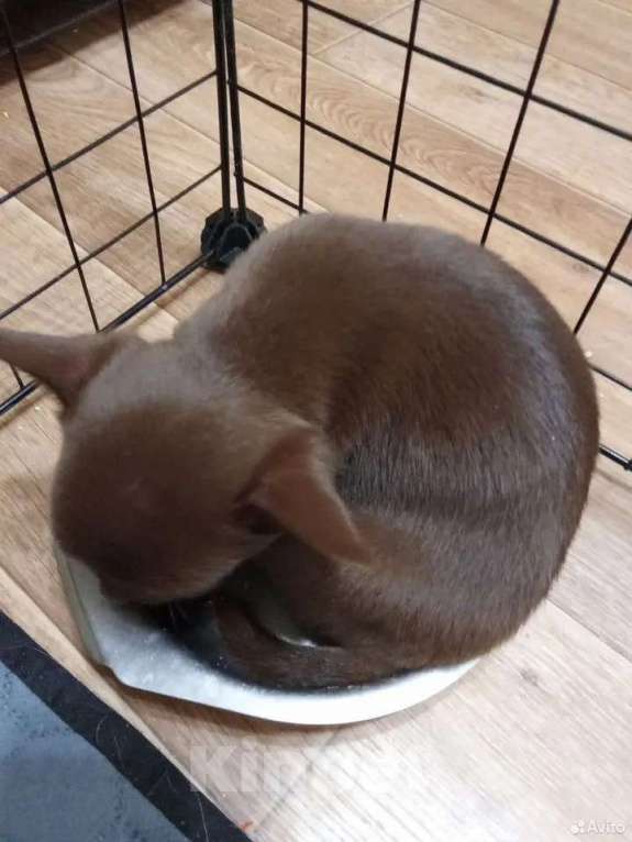 Собаки в Самаре: Чихуахуа шоколадные щенки Мальчик, 45 000 руб. - фото 5