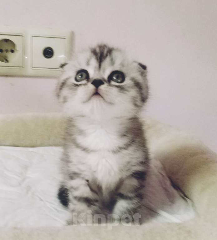 Кошки в Москве: Шотландские плюшевые детки Мальчик, 25 000 руб. - фото 7