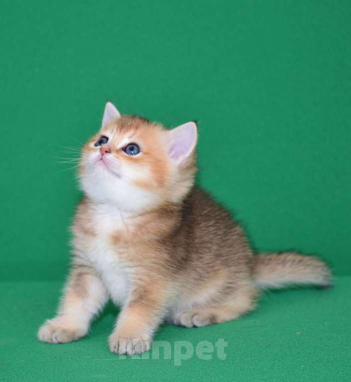 Кошки в Владимире: Британская золотая шиншилла Девочка, 20 000 руб. - фото 4