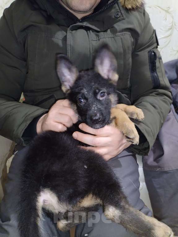 Собаки в других городах Калужской области: Щенок немецкой овчарки мальчик Мальчик, 40 000 руб. - фото 5