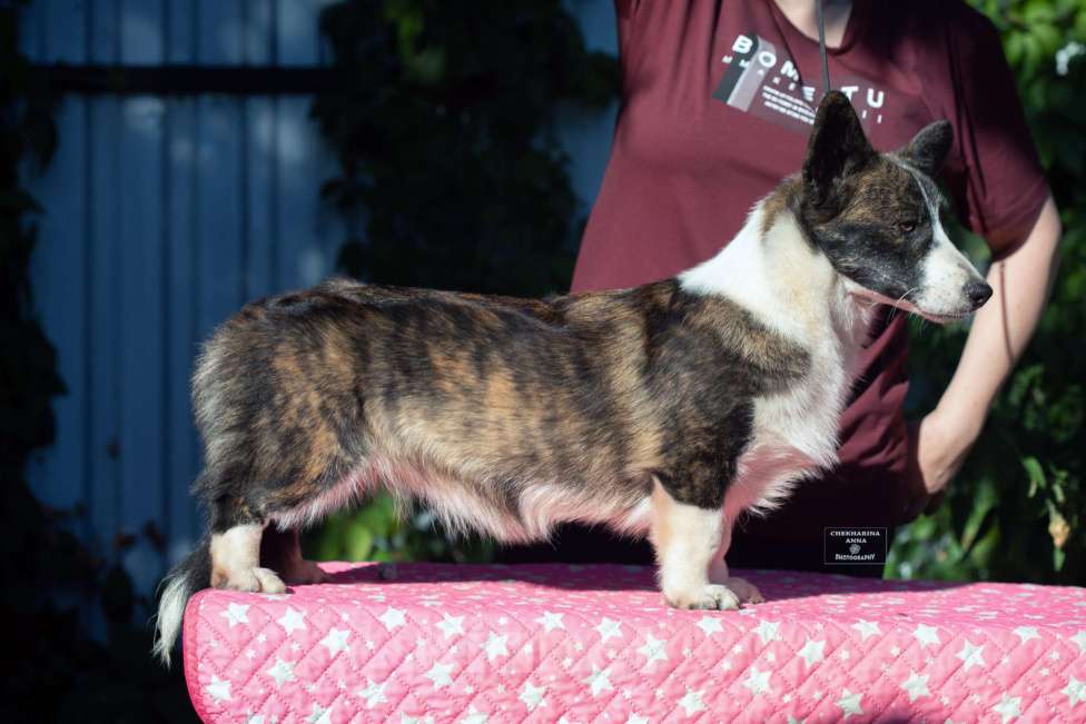 Собаки в Москве: Вельш корги кардиган  Девочка, 60 000 руб. - фото 2