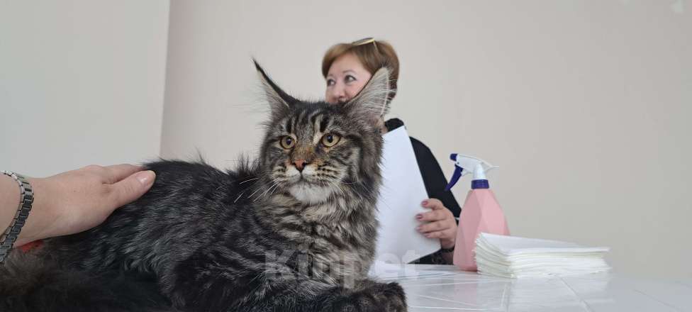 Кошки в Москве: Маленькие рыси Девочка, 90 000 руб. - фото 10