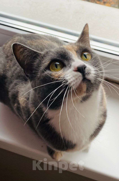 Кошки в Москве: Пепельная трехцветная Шерри Девочка, Бесплатно - фото 10