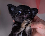 Собаки в Богдане: Щенки чихуахуа  Девочка, 35 000 руб. - фото 2