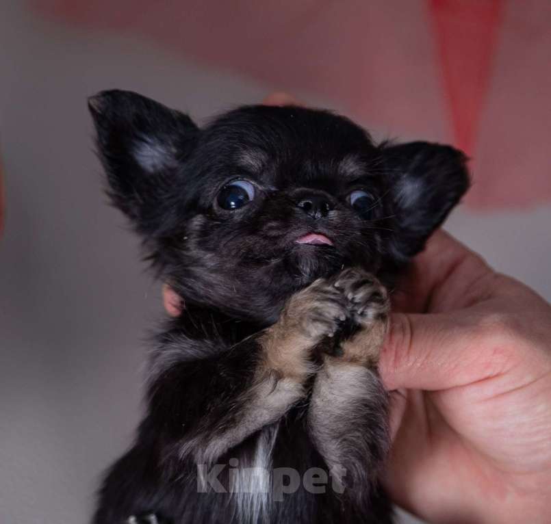 Собаки в Богдане: Щенки чихуахуа  Девочка, 35 000 руб. - фото 2