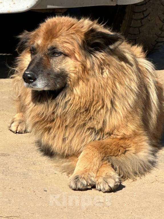 Собаки в других городах Нижегородской области: Ищем собаку Мальчик, Бесплатно - фото 3