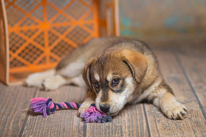 Собаки в Москве: Щенки от лабрадора и хаски в добрые руки Мальчик, Бесплатно - фото 5
