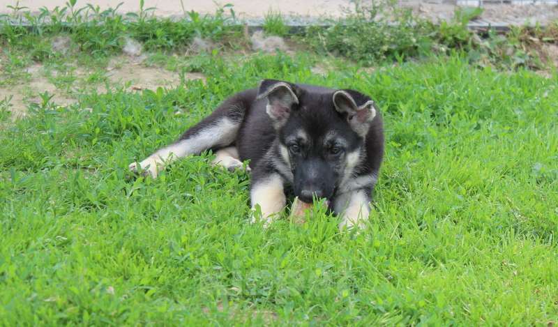 Собаки в Москве: Радомир Мальчик, 50 000 руб. - фото 4
