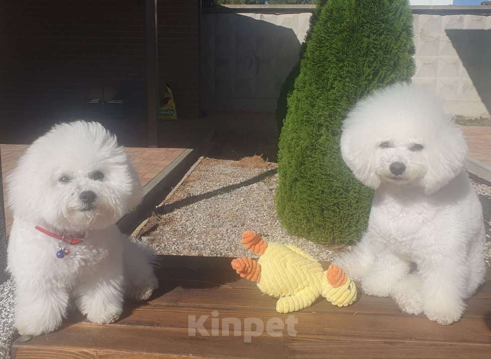 Собаки в Волжском: Щенок с прекрасными данными Девочка, Бесплатно - фото 5