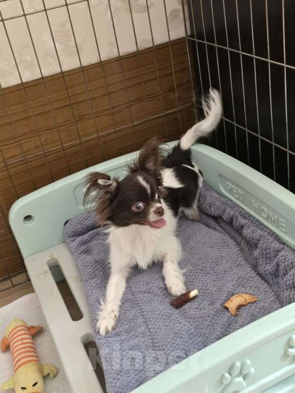 Собаки в Москве: Подрощенный мальЧиш Мальчик, 15 000 руб. - фото 3