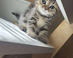 Кошки в Астрахани: Вислоухие шотландские котятя Мальчик, 4 000 руб. - фото 4