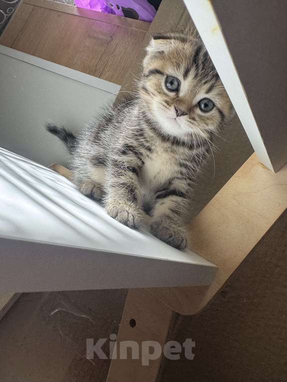 Кошки в Астрахани: Вислоухие шотландские котятя Мальчик, 4 000 руб. - фото 4