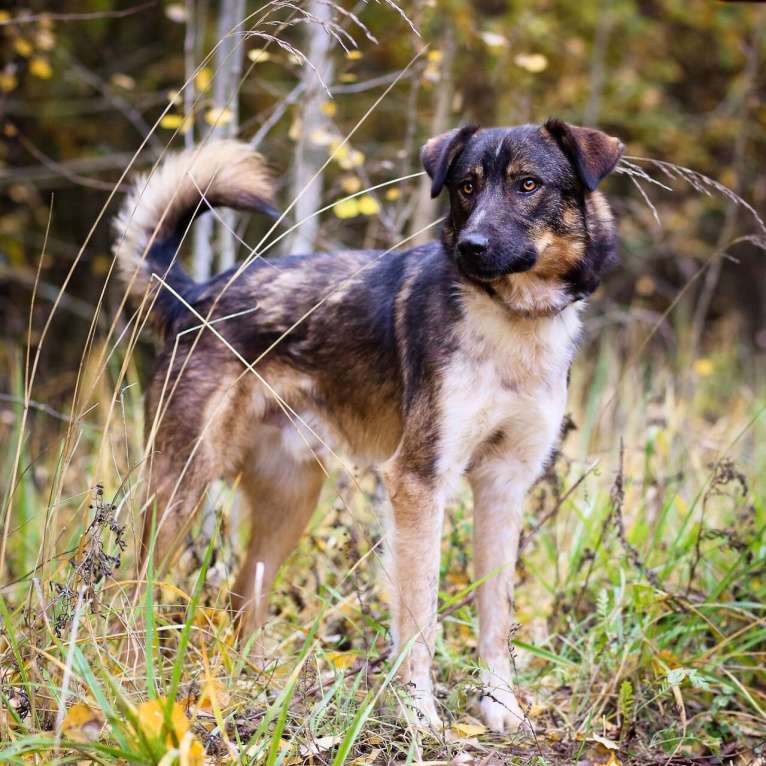 Собаки в Санкт-Петербурге: Добрый, адекватный пёс, друг кошек Мальчик, Бесплатно - фото 5
