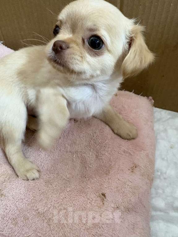 Собаки в Казани: Продаю чихуахуа мини Мальчик, 40 000 руб. - фото 1