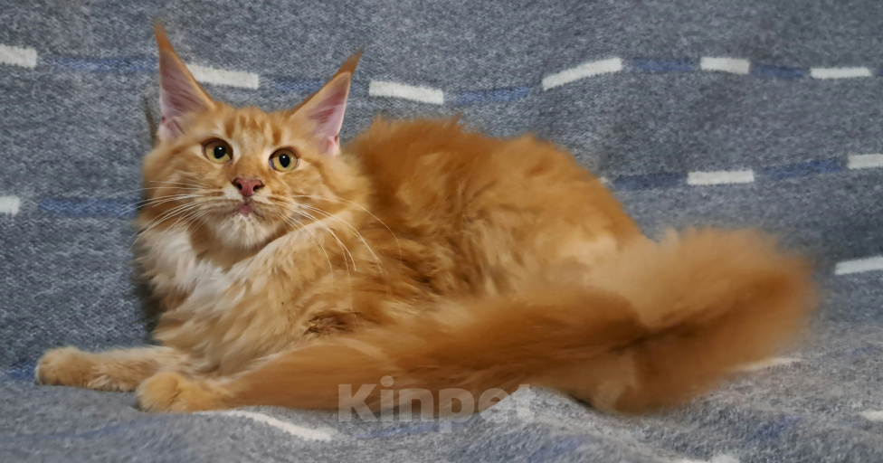 Кошки в Москве: Котенок Мейн кун Девочка, 48 000 руб. - фото 2