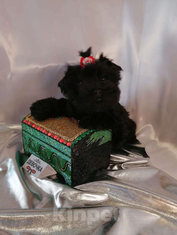 Собаки в Москве: Угольные девочки йорка (черные без подпала) Девочка, 40 000 руб. - фото 6