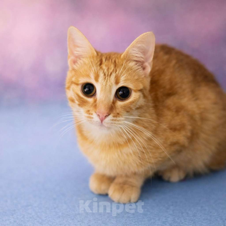 Кошки в Москве: Шикарный юный котик Янтарь в добрые руки Мальчик, Бесплатно - фото 1