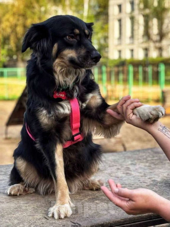 Собаки в Москве: Луняша, 5 лет Девочка, Бесплатно - фото 4